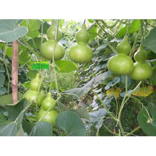 HẠT GIỐNG BẦU HỒ LÔ