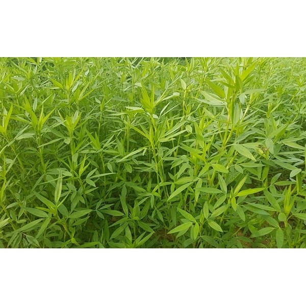 Hạt Giống Cỏ Đậu Stylo - Gói 50g - Cỏ Dinh Dưỡng Cho Chăn Nuôi Bò, Dê, Cừu, Thỏ, Cá,...