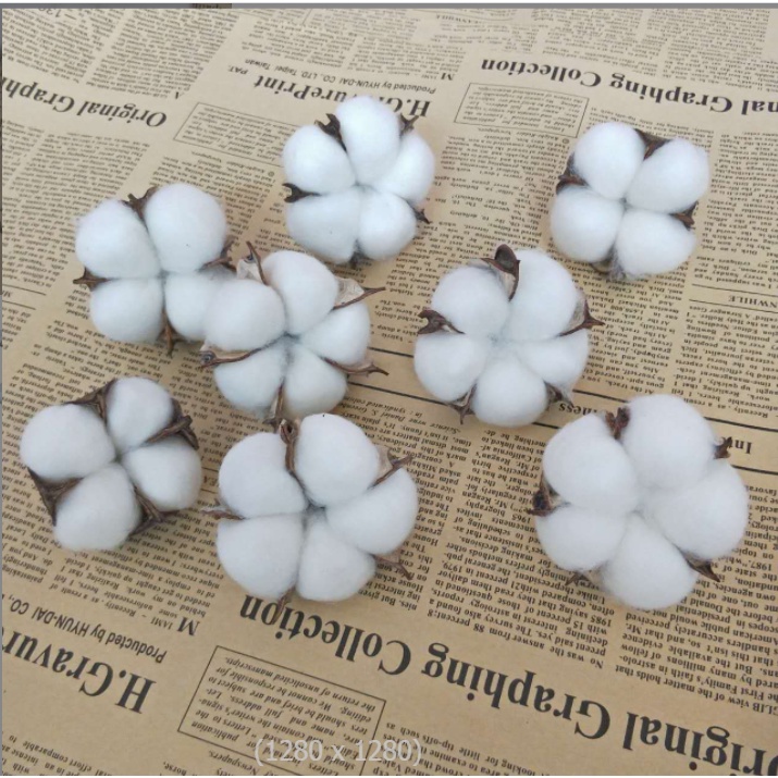 BÔNG GÒN KHÔ phụ kiện trang trí chụp ảnh sản phẩm. Cành bông coton cắm lọ decor