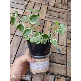 30cm dây cói ren trang trí trang trí chậu cây