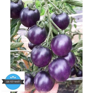 Hạt Giống Cà Chua Bi Mini (Đỏ, Tím, Cherry Vàng, Hồ Lô) ĐẾN MÙA TRỒNG TẾT