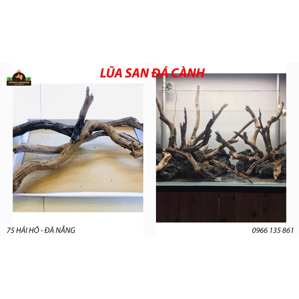 LŨA SAN ĐÁ - DÒNG LŨA CỰC ĐẸP CHO LAYOUT NATURAL