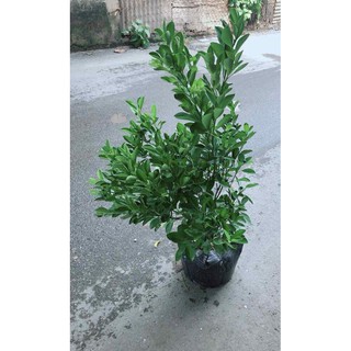 Cây Tắc Kép Cho Nhiều Trái Bán Chạy