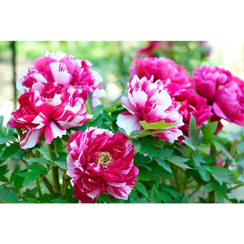 Hạt giống Hoa Mẫu Đơn Mix Cánh Kép - 10 hạt - nảy mầm 80%