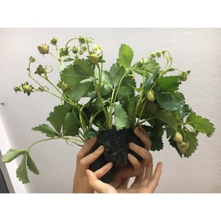 Cây dâu tây đang hoa và quả bé