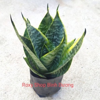 Cây lưỡi mèo có viền vàng - Loại có bầu đất