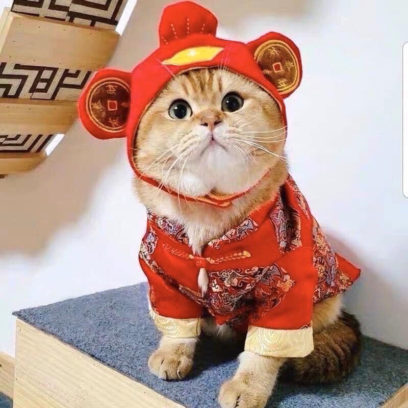 Mũ nón Tết Thần tài may mắn tài lộc cho chó mèo