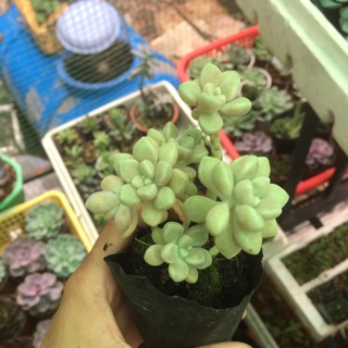 Sen đá kim tuyến mập