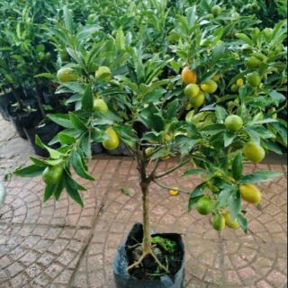 CÂY QUẤT NGỌT MINI