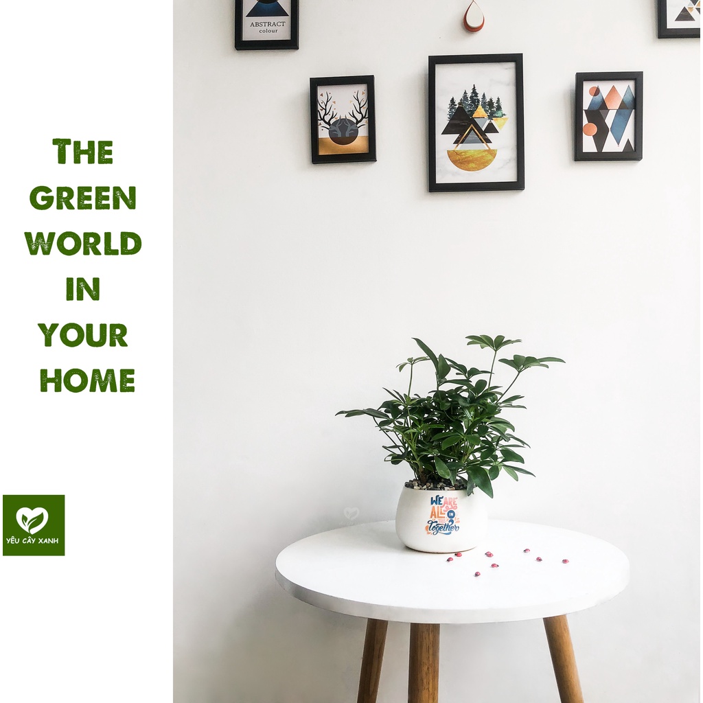 Cây Ngũ Gia Bì để bàn kèm chậu sứ tráng men