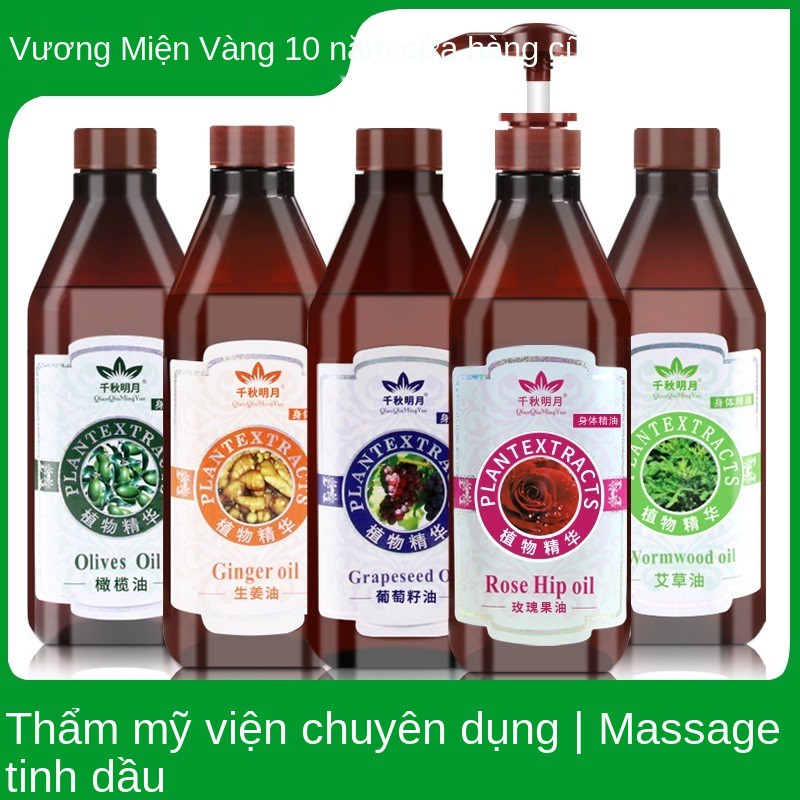 Rose Massage Essential Oil Pass Meridian Body SPA Olive Dầu gừng Scraping Push Back Beauty Salon