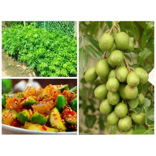 cây cóc thái lan