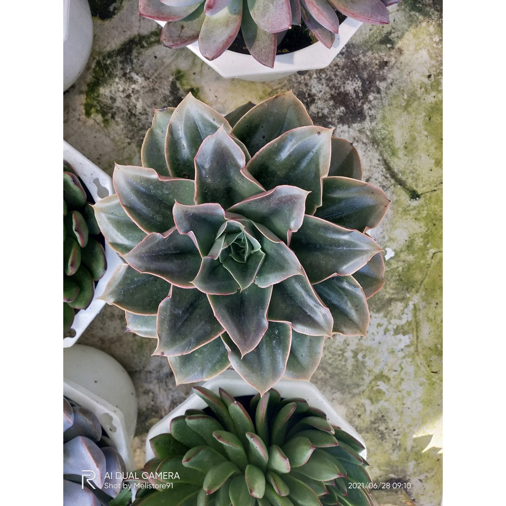 Sen Đá Thụ Size 22cm