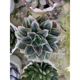 Sen đá thụ size 22cm