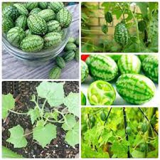 Hạt giống dưa hấu mini (dưa hấu tí hon ) 10hat