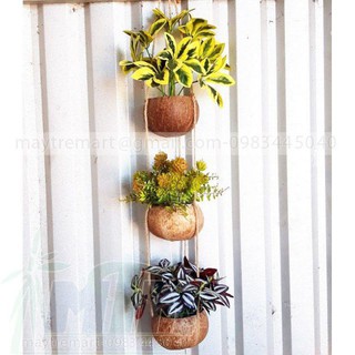 Chậu gáo dừa treo trồng cây.