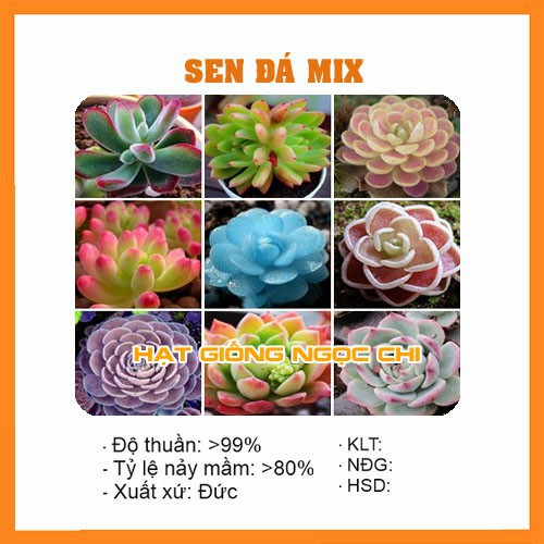 Hạt Giống Hoa Sen Đá Mix Màu - 20 Hạt