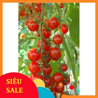 20 Hạt giống Cà chua chery đỏ (tặng gói kích nẩy mầm và hướng dẫn) VIETPHAT
