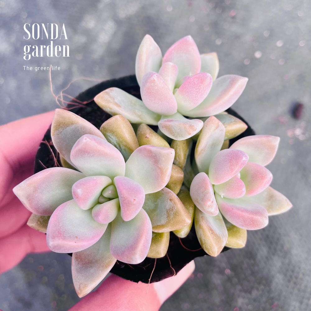 Sen đá pink gem SONDA GARDEN size bé 5-8cm, xuất xứ Đà Lạt, khoẻ đẹp, lỗi 1 đổi 1