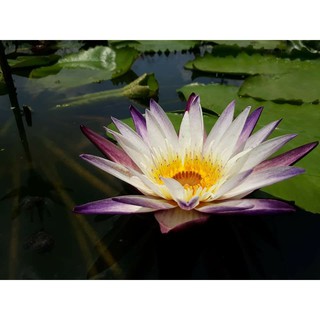 [RẺ VÔ ĐỊCH] Cây to hoa súng thái lan màu Tím Trắng Purple Joy V-14