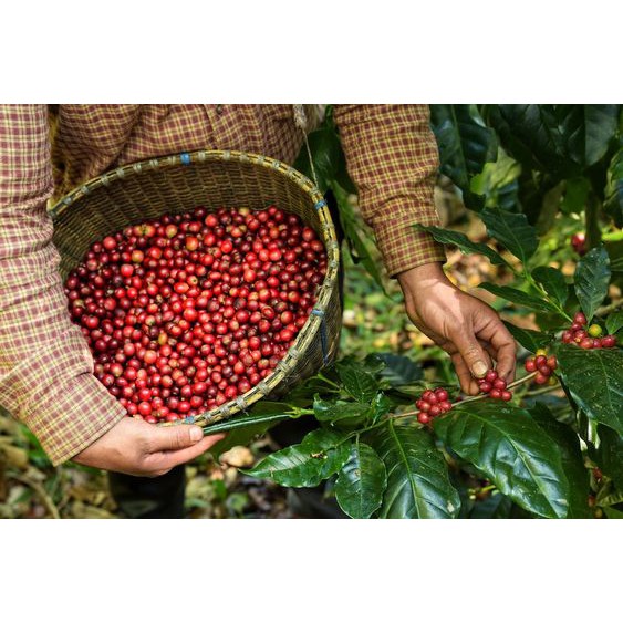 [FreeShip – Hàng Loại 1] Cà phê Mộc Robusta Sàn 18 - Coffee Nguyên chất rang xay | BigBuy360 - bigbuy360.vn