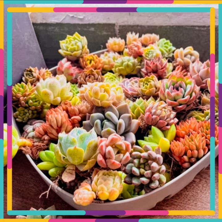 Sen đá size mini 🌳 FREE SHIP 🌳 Xuất xứ Đà Lạt, đã thuần khí hậu