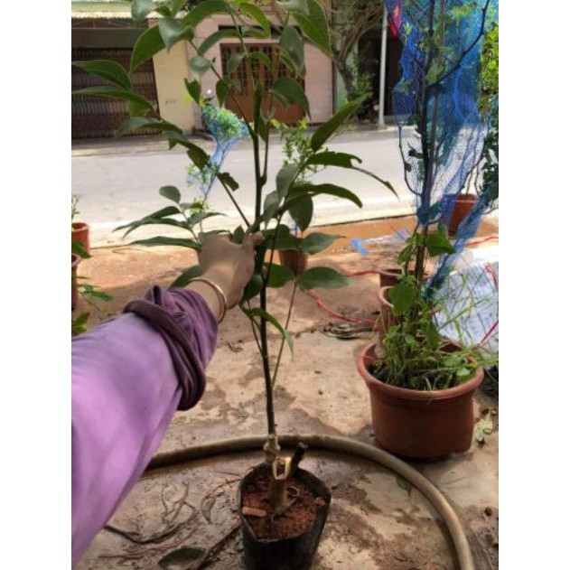 Cây Óc Chó Đang Quả