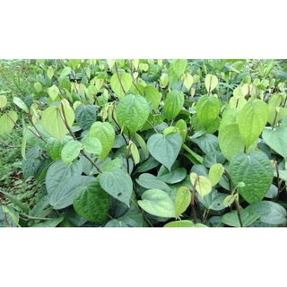 Set 4 cây Tiêu giống chuẩn. [ BẦU TO GỐC KHỎE]