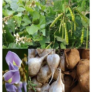 Hạt giống củ đậu cao sản ( củ sắn F1 ) (30 hạt )