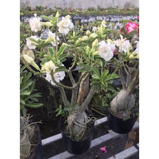 cây hoa sứ trắng+ Tặng phân bón