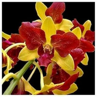 Hoa lan denro nắng 3 vàng 3 đỏ
