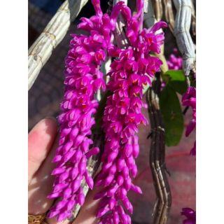 📣📣H0T HOT🌷🌷Lan báo hỷ cho hoa tết 1kg