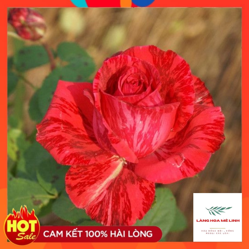 Hoa hồng bụi Red Intuition rose[️ĐỘT BIẾN ️]- đỏ sọc, đỏ sẫm. loại hoa hồng này có khoảng 31 đến 39 cánh hoa, mùi thơm