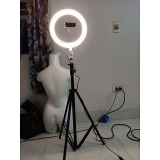 Cây live stream
