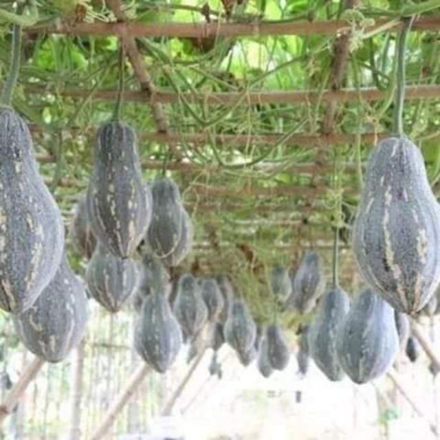 hạt giống bí ngô mật luga