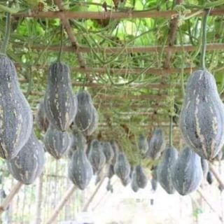 hạt giống bí ngô mật luga