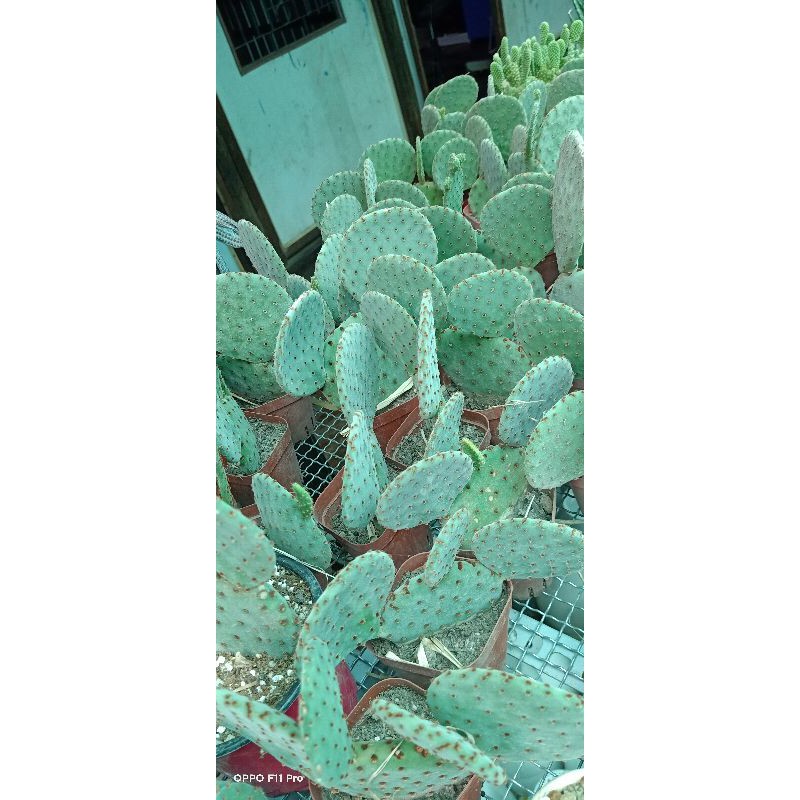 Cây Xương rồng tay gấu