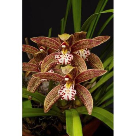 COMBO 5 THÂN ĐỊA Lan kiếm hồng hoàng , trần mộng thu - Cymbidium iridioides - TMTTB