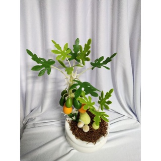 Chậu đu đủ đất sét cao 30cm