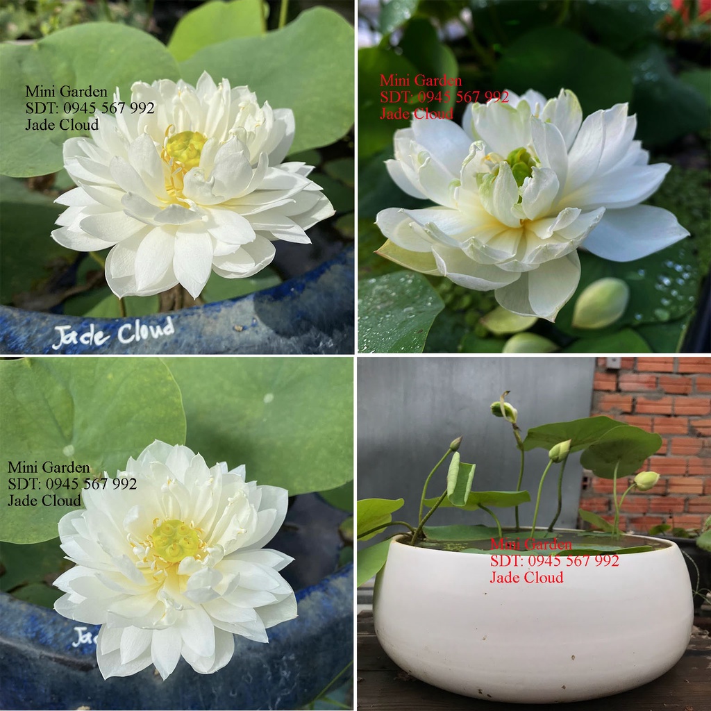 Củ Sen Mini Jade Cloud-Củ Sen Giống- Củ Sen Mini Ra Hoa Sau 30-40 Ngày Trồng