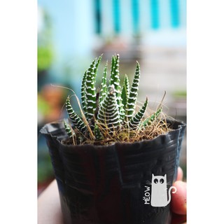 Cây móng rồng nhỏ