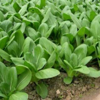 Hạt Giống Cải Chíp Ngọt( gói 20gram)