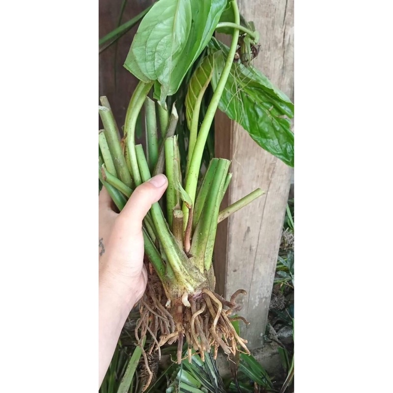 Cây Râu Hùm Hoa Tím Sỉ 5k