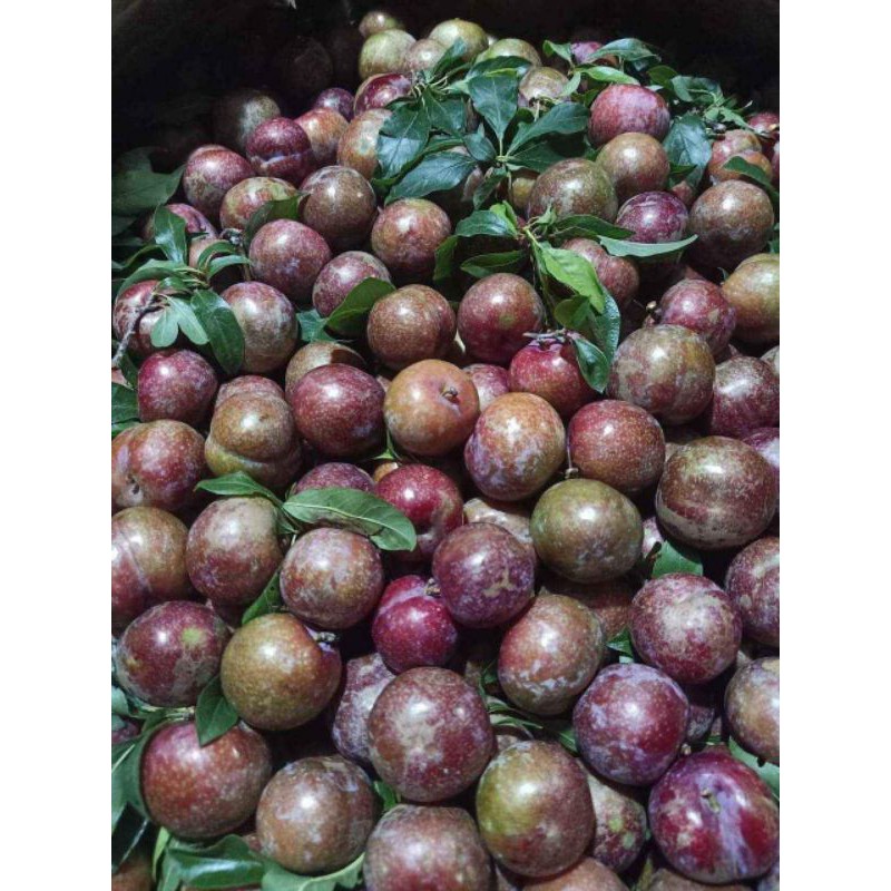 mận Hậu Mộc Châu hàng ari hộp 1kg( giao liền 1h) | BigBuy360 - bigbuy360.vn