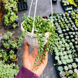 Sen đá hạt ngọc dài- giọt nước chậu treo