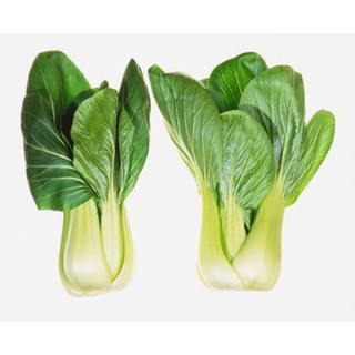 Hạt giống rau Cải chíp