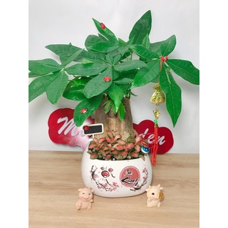 Kim Ngân 3 Gốc - Cây phong thủy để bàn