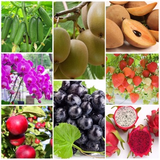 Phân Dơi Hữu Cơ nhập khẩu Bỉ gói 1kg