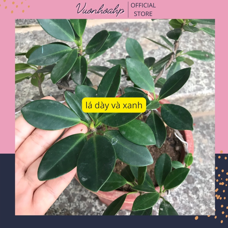 Cây si bonsai dáng thác đổ, cây si nhật để bàn, lá xanh