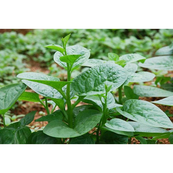 Deal 1K - 50 Hạt giống Mồng Tơi - Tập trồng rau tại nhà